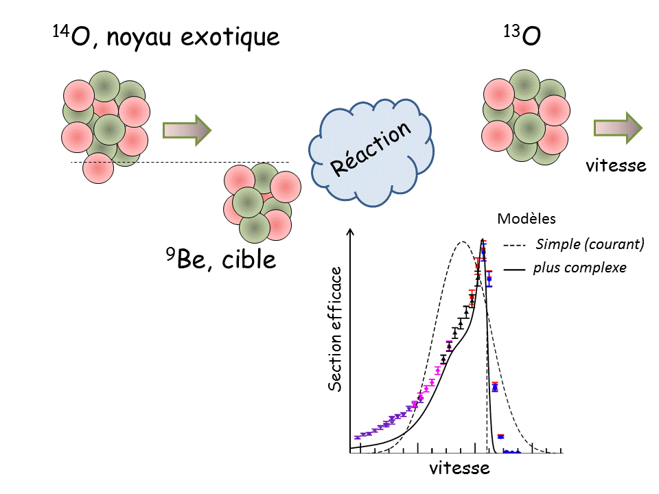 Des noyaux exotiques au coeœur tendre