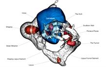 The Cosmic Velocity Web Atlas is Now Available