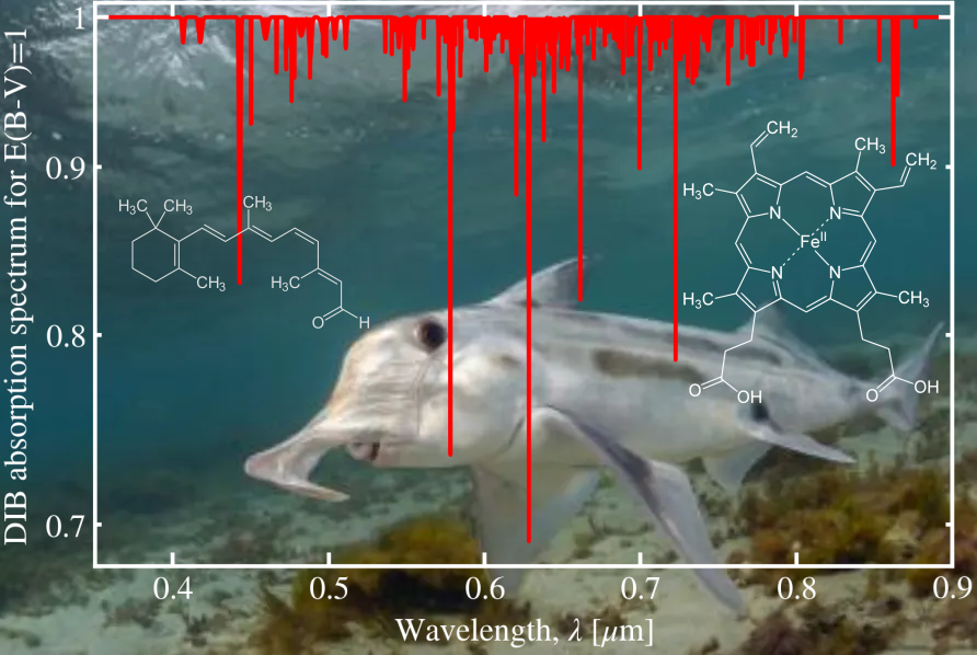 Elephant sharks, dolphins and butterflies: a relevant source of information on a centennial astrophysical enigma