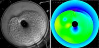 A shallow water analogue of supernova