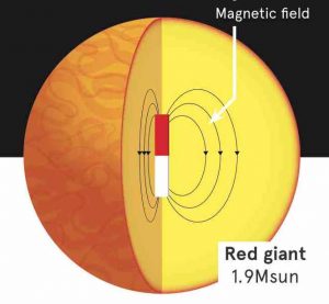 De forts champs magnétiques présents dans la majorité des étoiles de masses intermédiaires